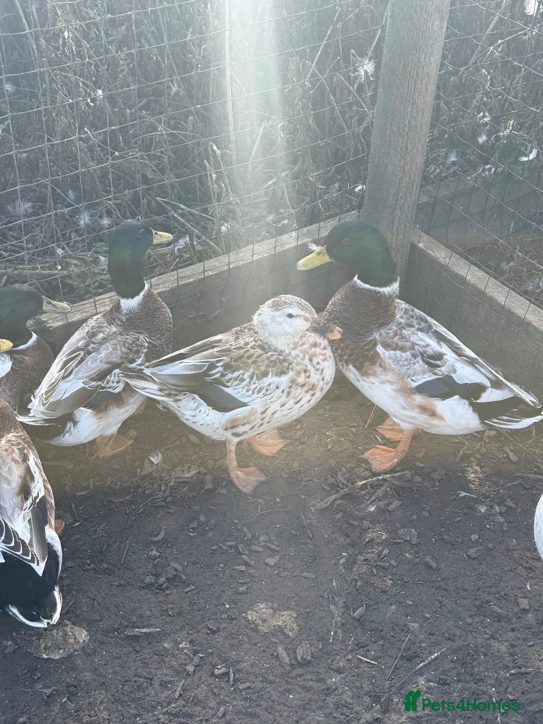 Ducks poultry for sale: Appleyard Ducks - Pair (plus others) - Advert 1