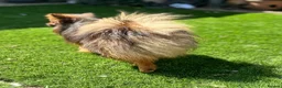 Pomeranian dogs for sale: Russian coated red sable Pomeranian puppy - Advert 2