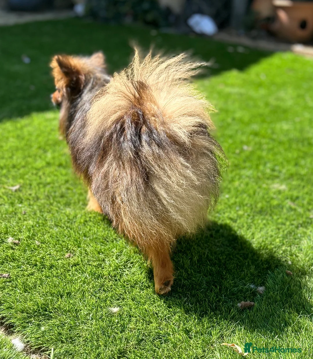 Pomeranian dogs for sale: Russian coated red sable Pomeranian puppy - Advert 2