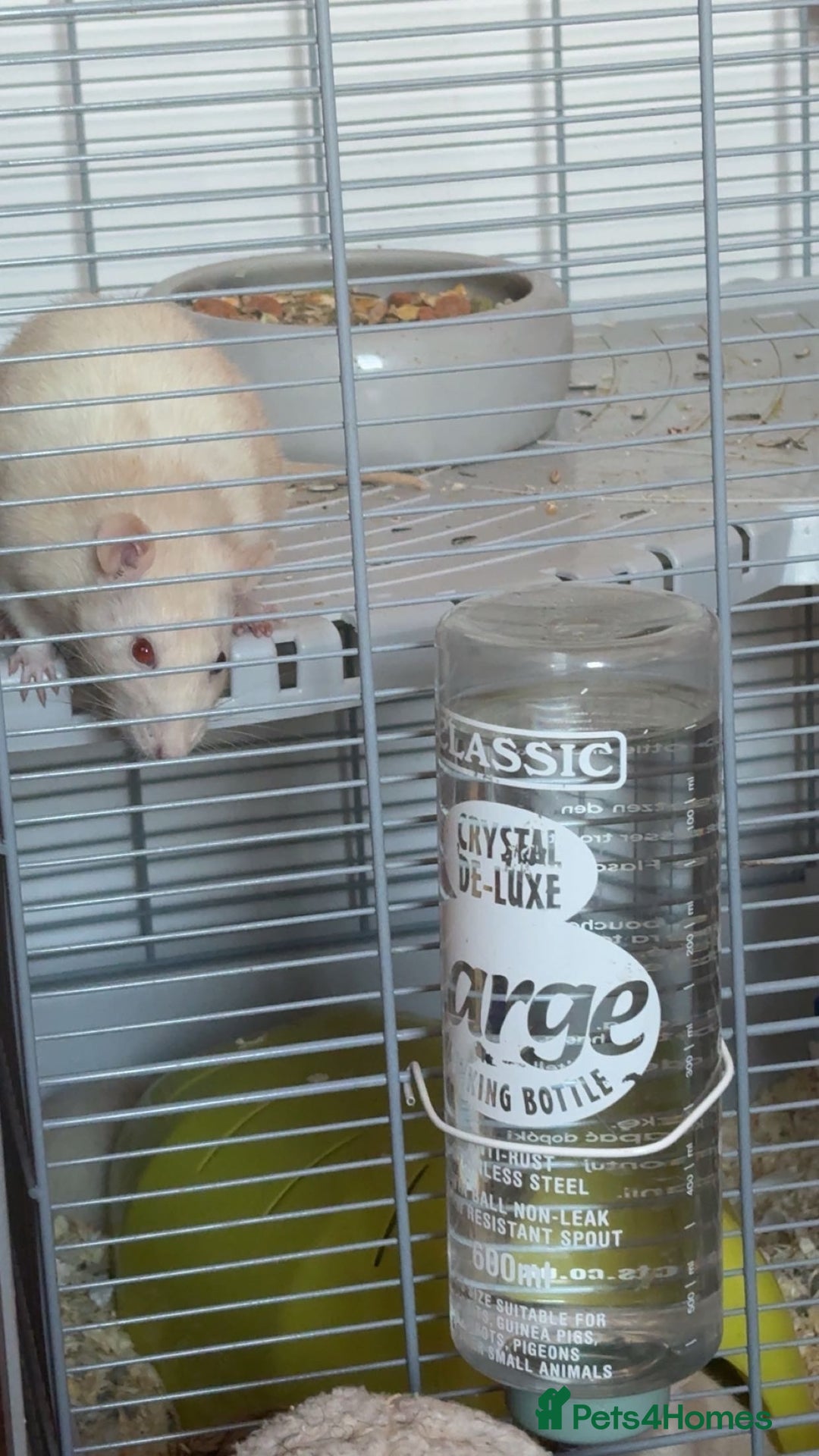 Rat rodents for sale: Rats for sale  - Image 3