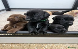 Labrador Retriever dogs for sale: Beautiful KC Registered Labrador Puppies - Image 2
