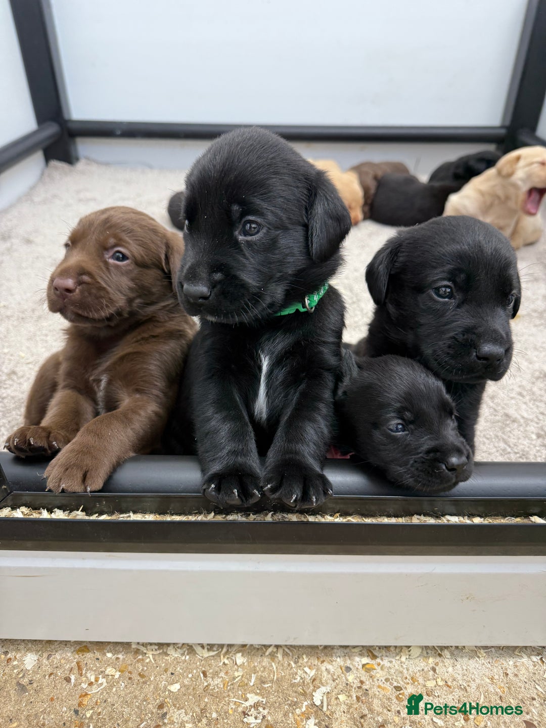 Labrador Retriever dogs for sale: Beautiful KC Registered Labrador Puppies - Image 2