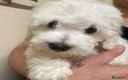 Maltese dogs for sale: Stunning Purebred Maltese Boys Puppies  - Image 6