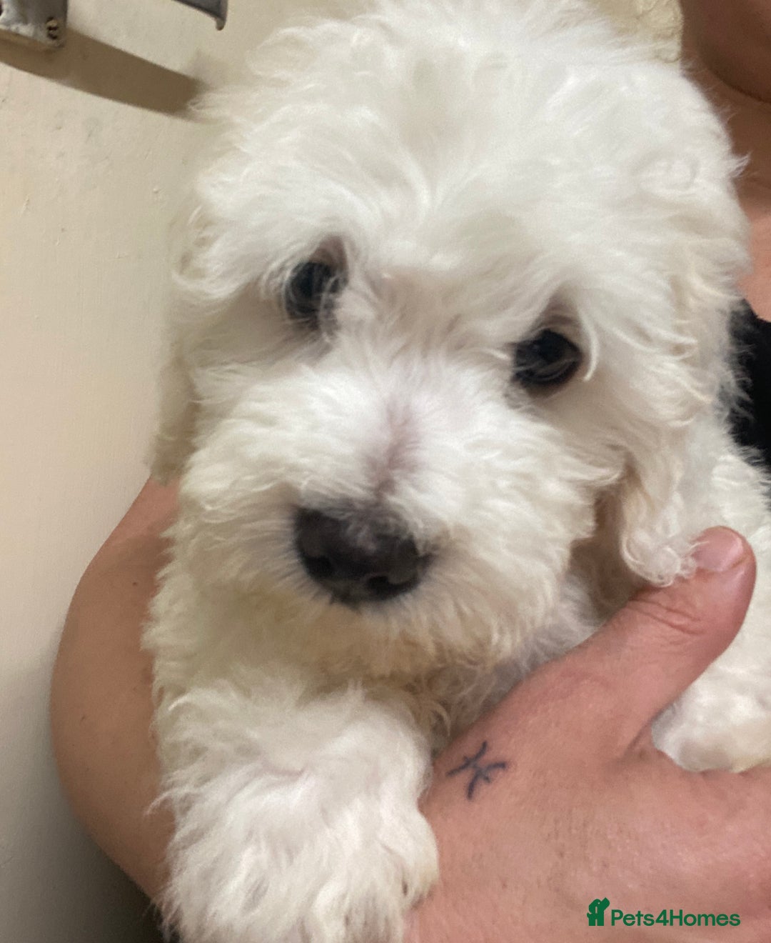 Maltese dogs for sale: Stunning Purebred Maltese Boys Puppies  - Image 6