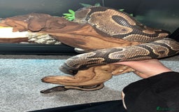 Python Snake reptiles for sale: Enchi Ball/ Royal Python - Image 4
