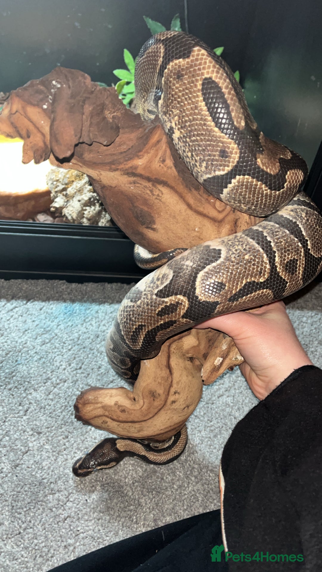 Python Snake reptiles for sale: Enchi Ball/ Royal Python - Image 4