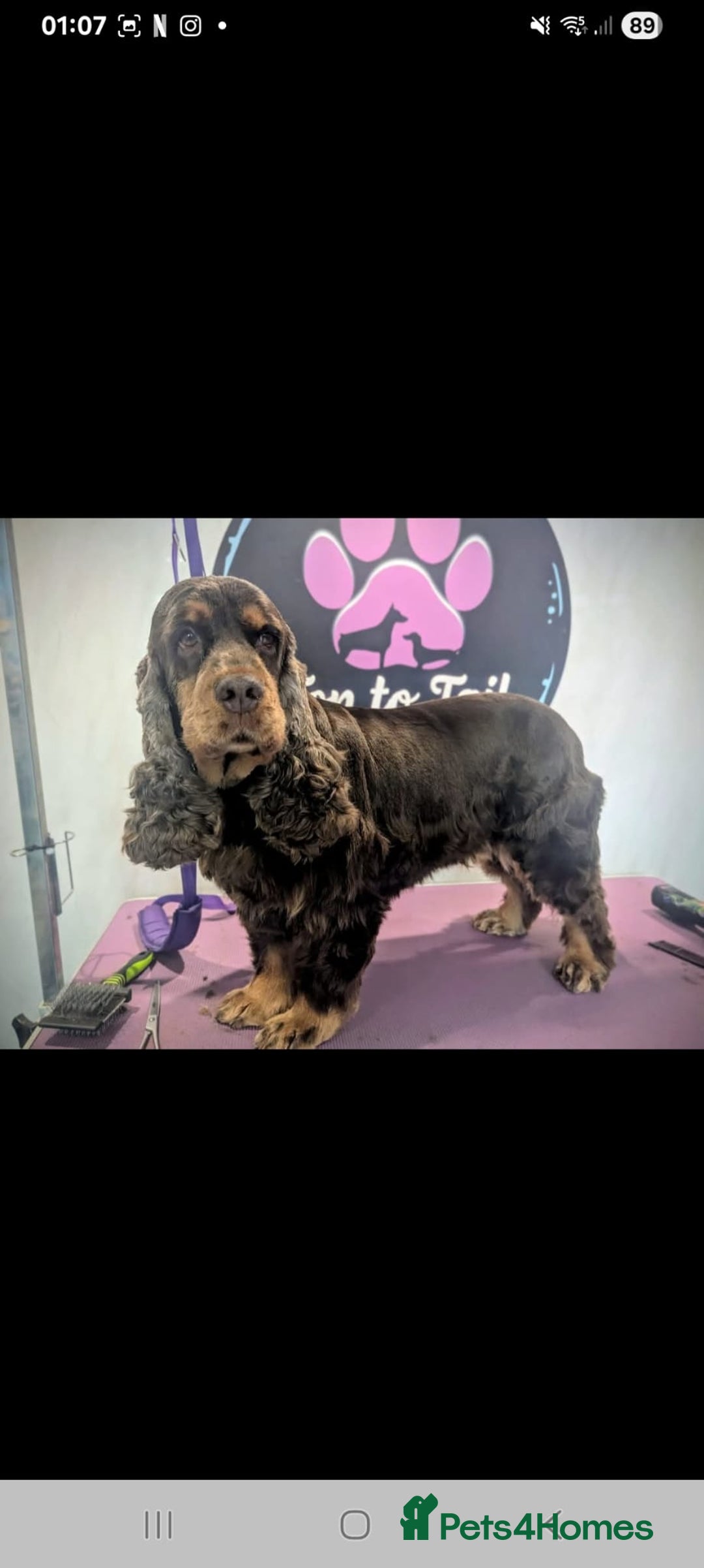 Cocker Spaniel dogs for sale: LAST ONE GIRL NEW🏠Kc reg English Cockerspaniel 🏠 - Advert 11