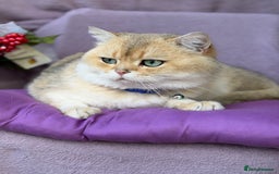 British Shorthair cats for sale: British shorthair silver/golden kittens TICA - Image 14