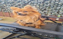 Pomchi dogs for stud: Beautiful 5 year old Pomchi for !!STUD!! - Image 4
