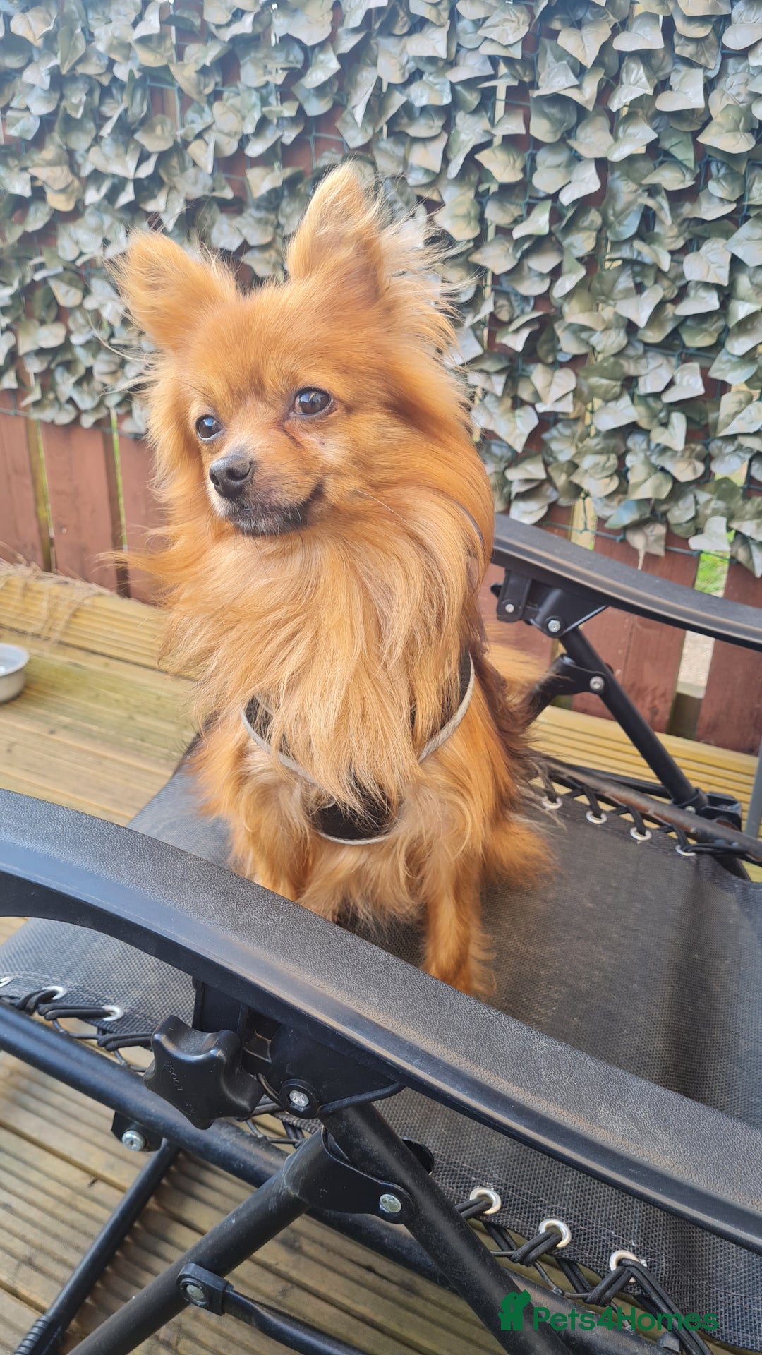 Pomchi dogs for stud: Beautiful 5 year old Pomchi for !!STUD!! - Image 4