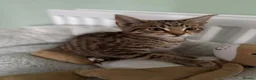 Domestic Shorthair cats for sale: Rehoming my 5 month old cat - Advert 4