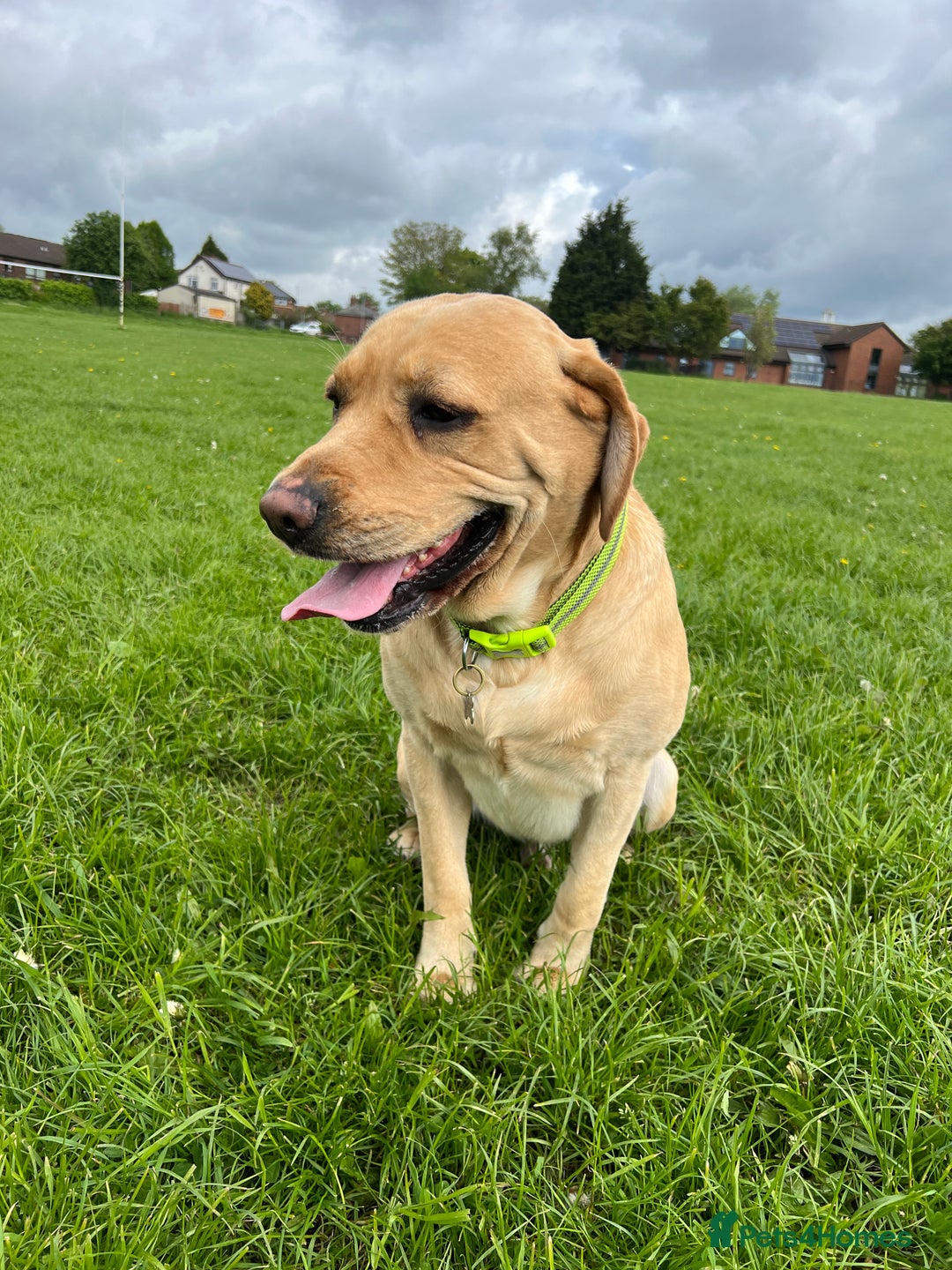 Labrador Retriever dogs for sale: Beautiful Labrador  - Image 15