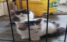 Mixed Breed cats for sale: 3 kittens for sale - Image 3