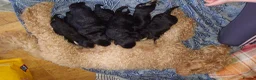 Mixed Breed dogs for sale: Miniature poodle x scot terrier/ poodle x puppies  - Advert 12
