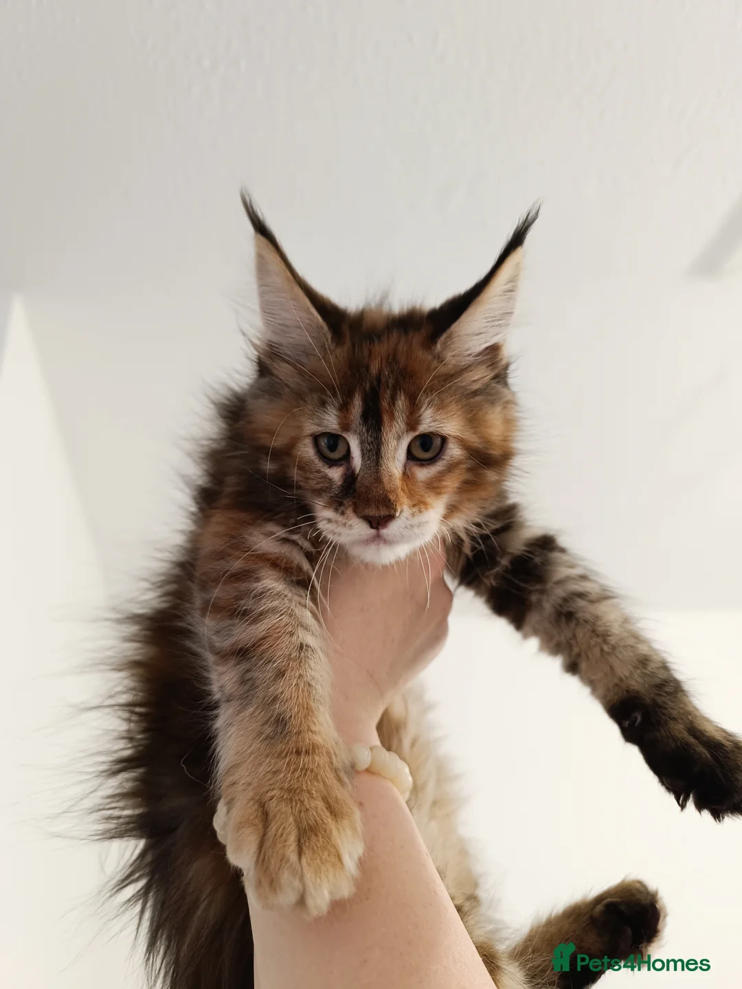 Maine Coon cats for sale: Maine Coon kittens boy and girl  - Advert 3