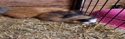 Guinea Pig rodents for sale: Swiss baby guinea-pigs  - Advert 15