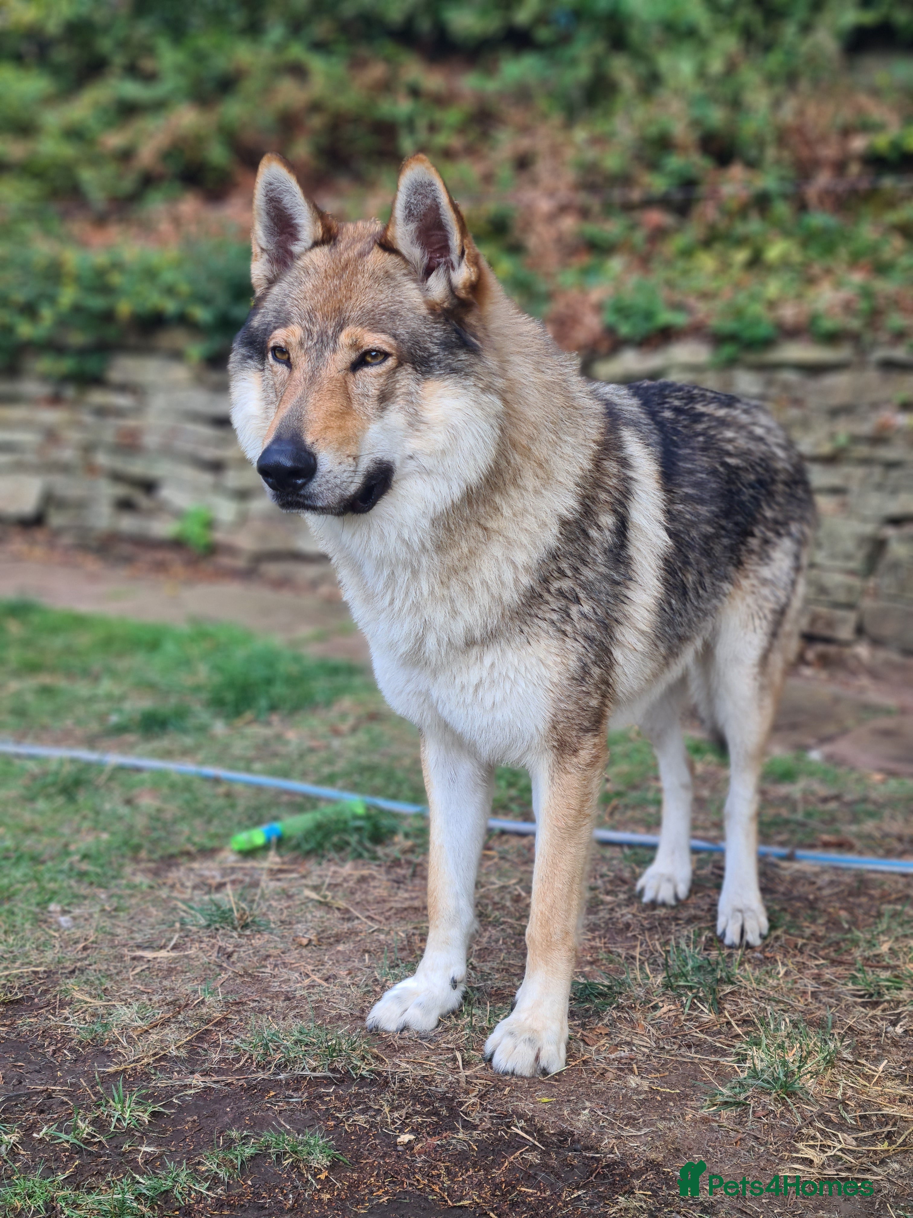 Saarloos Wolfdog dogs Stud Czechoslovakian wolfdog in Birmingham - Advert 1