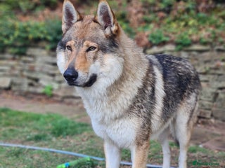 Saarloos Wolfdog dogs Stud Czechoslovakian wolfdog in Birmingham - Advert 4