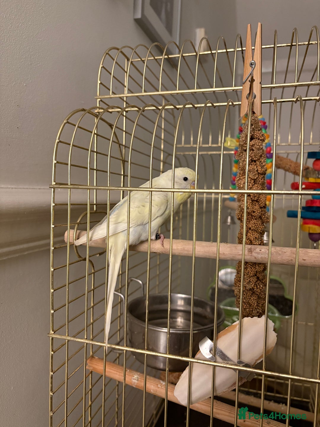 Budgerigars birds for sale: Recessive Pied Budgie Male - Image 2