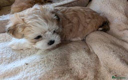 Mixed Breed dogs for sale: Lhasa Apso puppies in Kent - Image 23