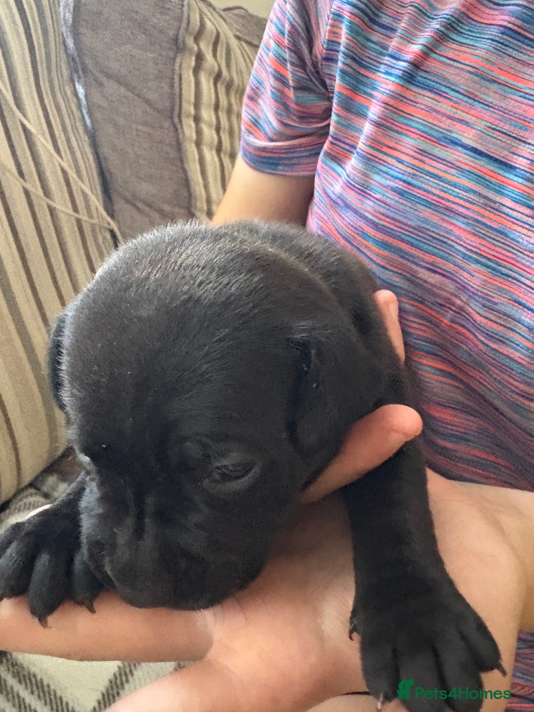 Staffordshire Bull Terrier dogs for sale: 8 Staffordshire Bull Terriers  - Image 14