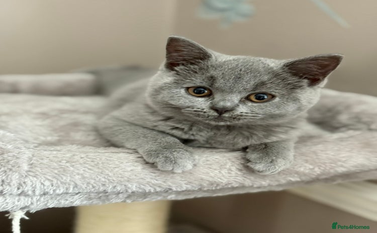 British Shorthair cats British Shorthair kitten - Advert 1