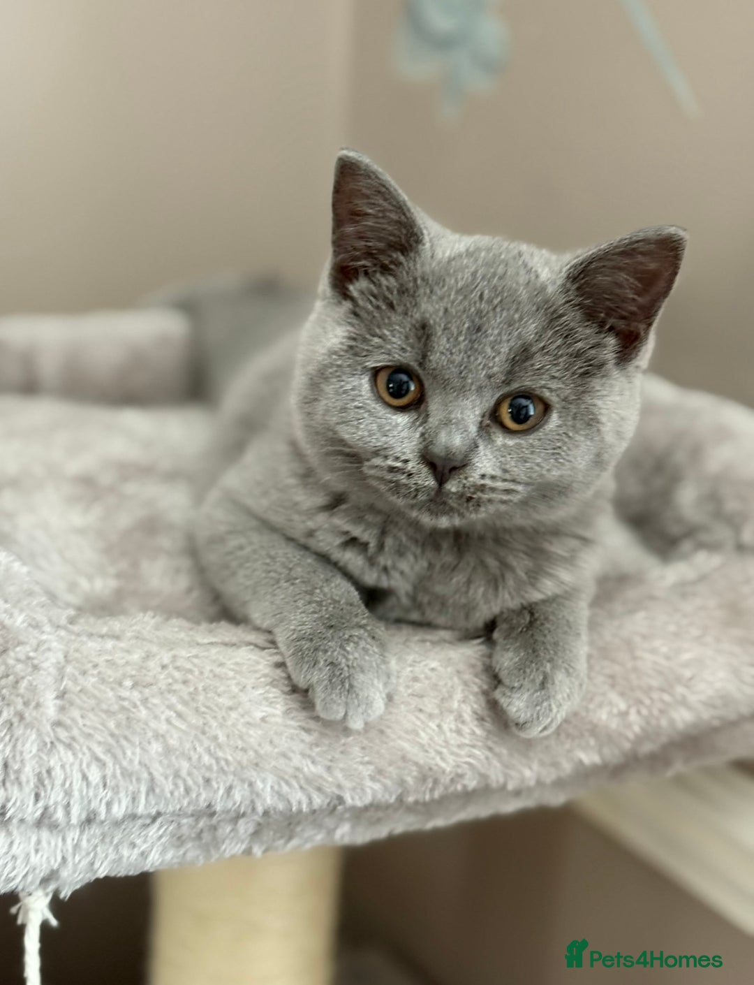 British Shorthair cats for sale: British Shorthair kitten - Advert 1