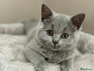 British Shorthair cats British Shorthair kitten - Advert 1