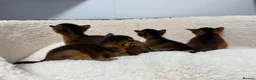Abyssinian cats for sale: Champion parents amazing kittens  - Advert 7