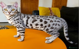 Bengal cats for sale: Exceptional Silver Rosetted Boy Available  - Advert 14