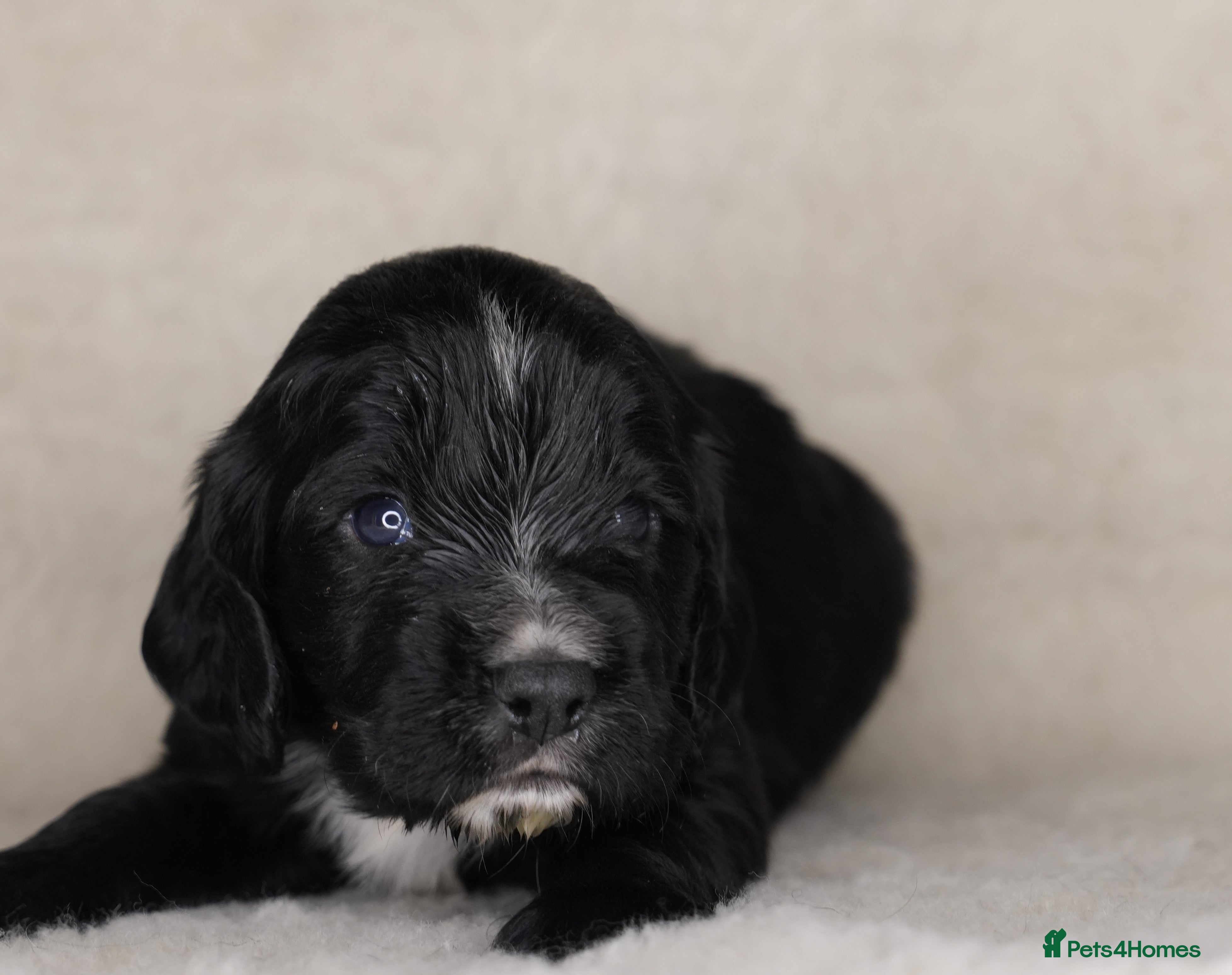 Cocker Spaniel dogs 1 BLACK MALE LEFT. Working cocker spaniel KC reg  - Advert 8