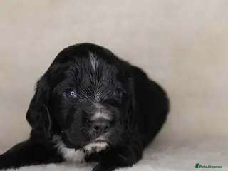 Cocker Spaniel dogs 1 BLACK MALE LEFT. Working cocker spaniel KC reg - Advert 8