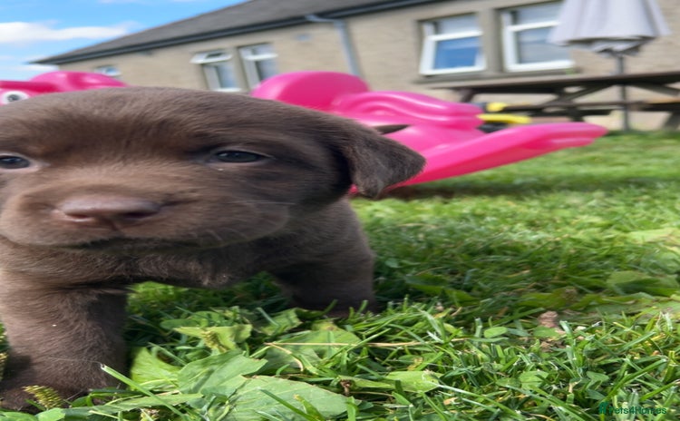 Labrador Retriever dogs - Advert 5
