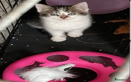 Mixed Breed cats for sale: Kittens - £25- Mid Wales - Image 8