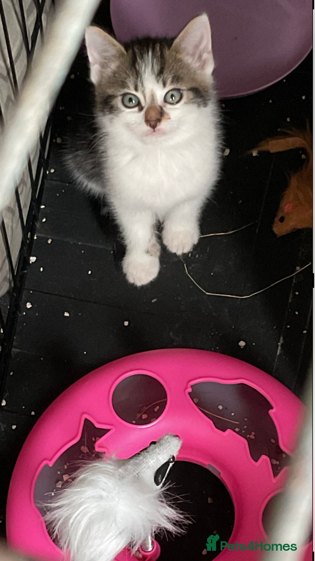 Mixed Breed cats for sale: Kittens - £25- Mid Wales - Image 8