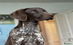 German Shorthaired Pointer dogs for sale: Loki - German short haired pointer - Image 1