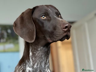 German Shorthaired Pointer dogs for sale - Advert 1