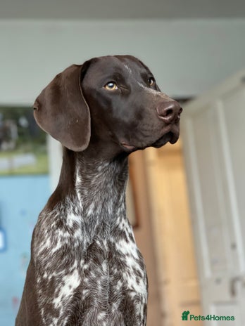 German Shorthaired Pointer dogs - Advert 1