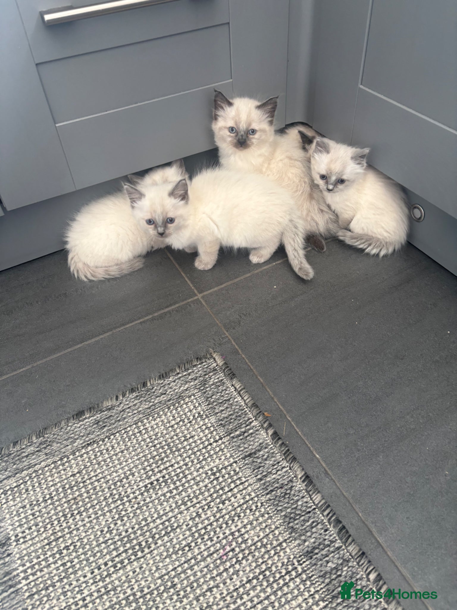 Ragdoll cats for sale: Ragdoll kittens in Romford - Advert 5
