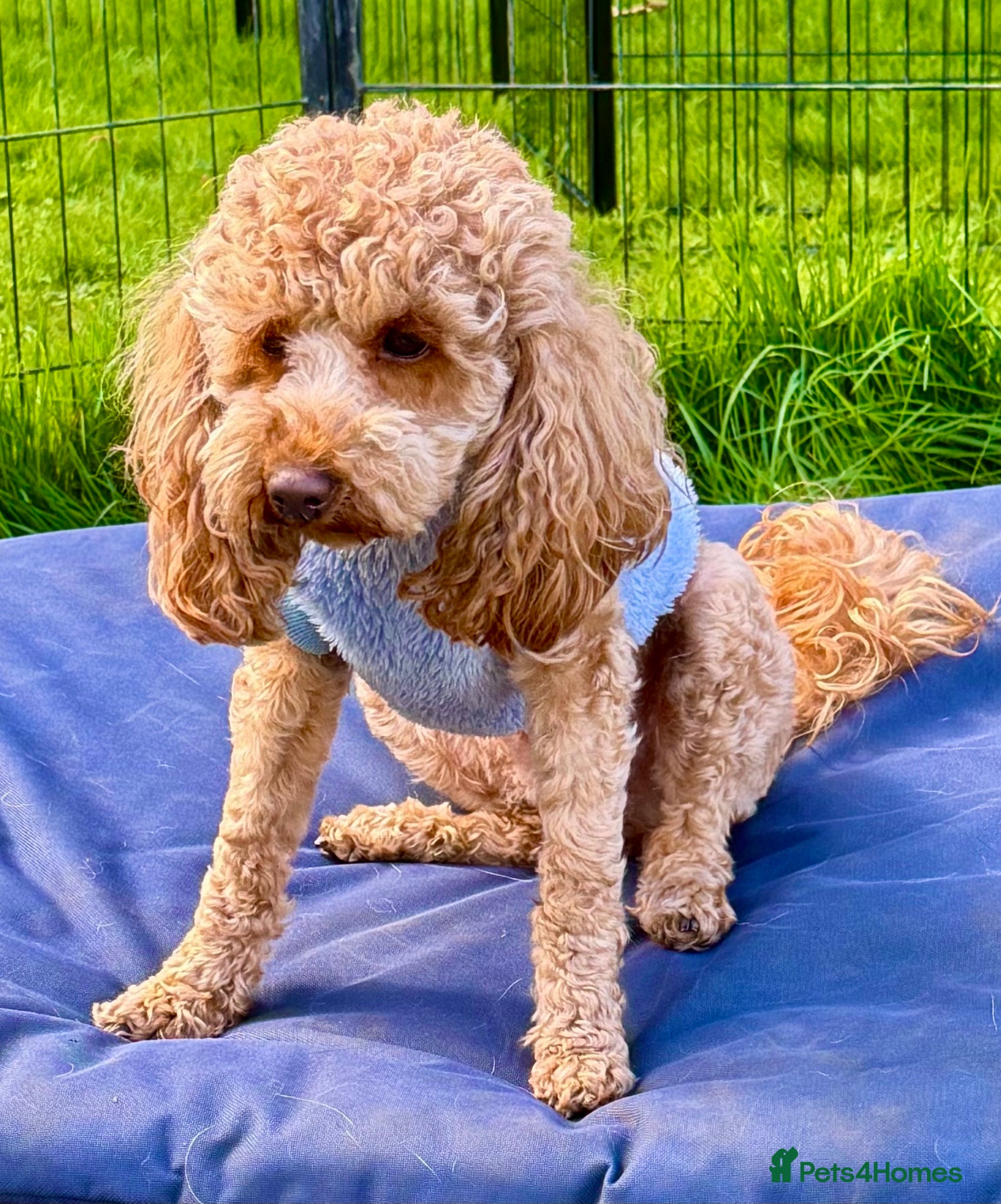 Toy Poodle dogs 🐾 MILA – Female Toy Poodle 🐾 - Advert 1