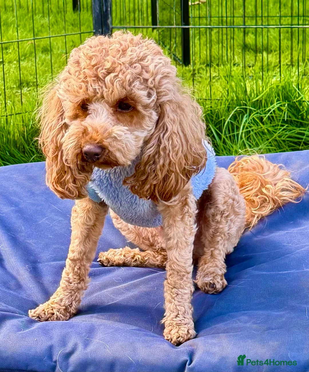 Toy Poodle dogs for adoption: 🐾 MILA – Female Toy Poodle 🐾 in West Malling - Advert 1