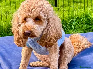 Toy Poodle dogs 🐾 MILA – Female Toy Poodle 🐾 - Advert 1