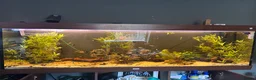 Bettas fish for sale: Tropical fish bundle  - Advert 2