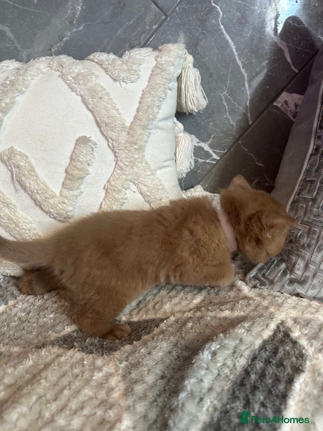 British Shorthair cats for sale: 🏆 BSH Cream male available 🏆 - Image 4