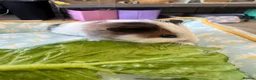 Guinea Pig rodents for sale: Single male young guinea pig  - Advert 4