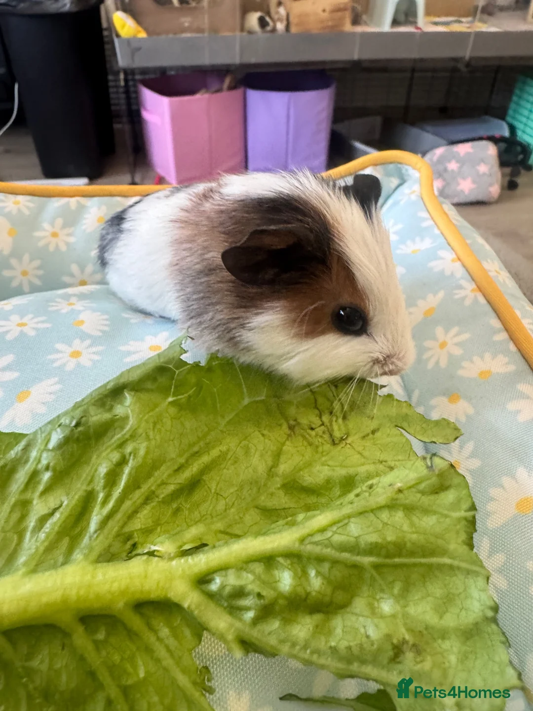 Guinea Pig rodents for sale: Single male young guinea pig  - Advert 4