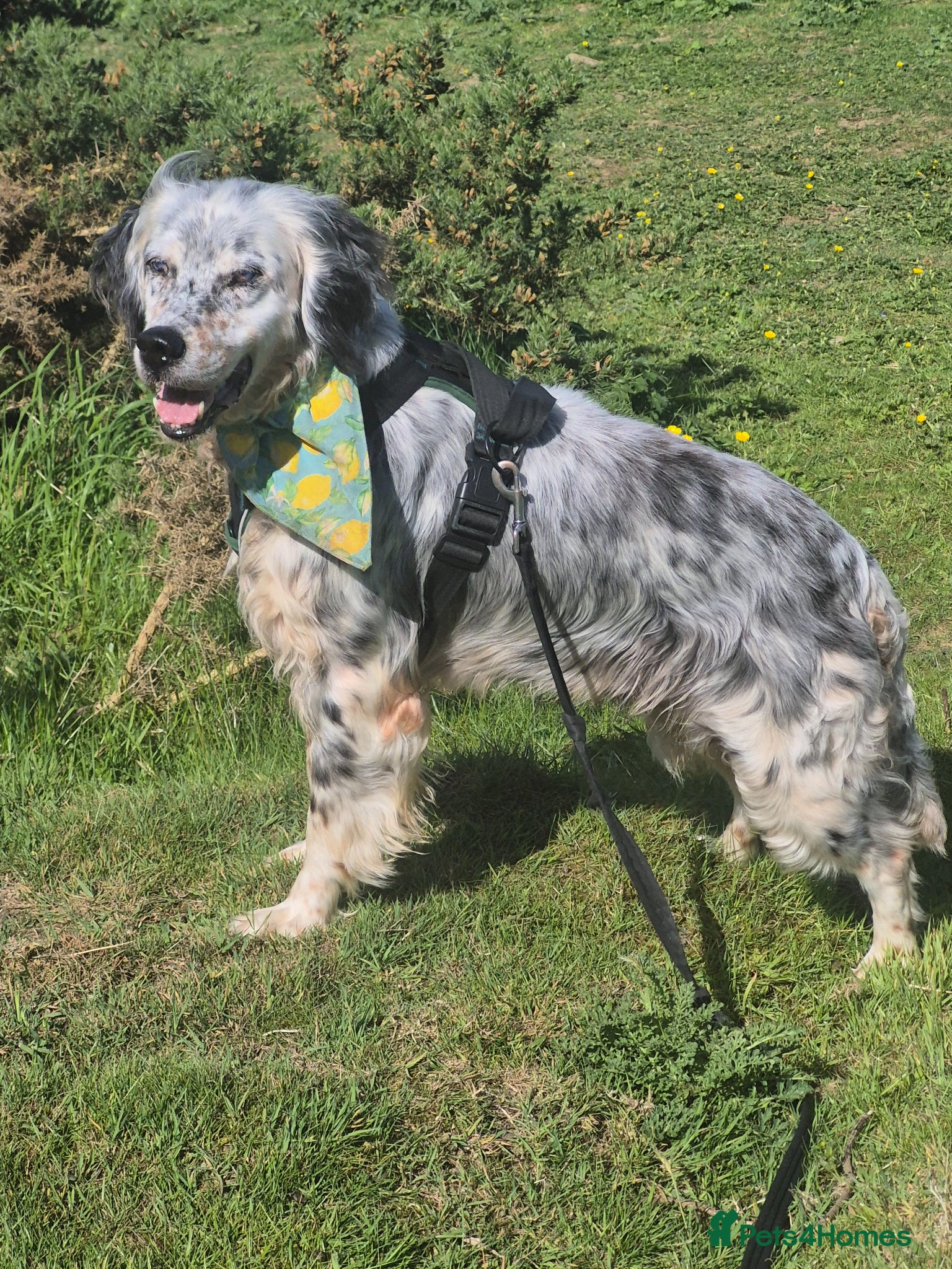 English Setter dogs BLUE! - Advert 2