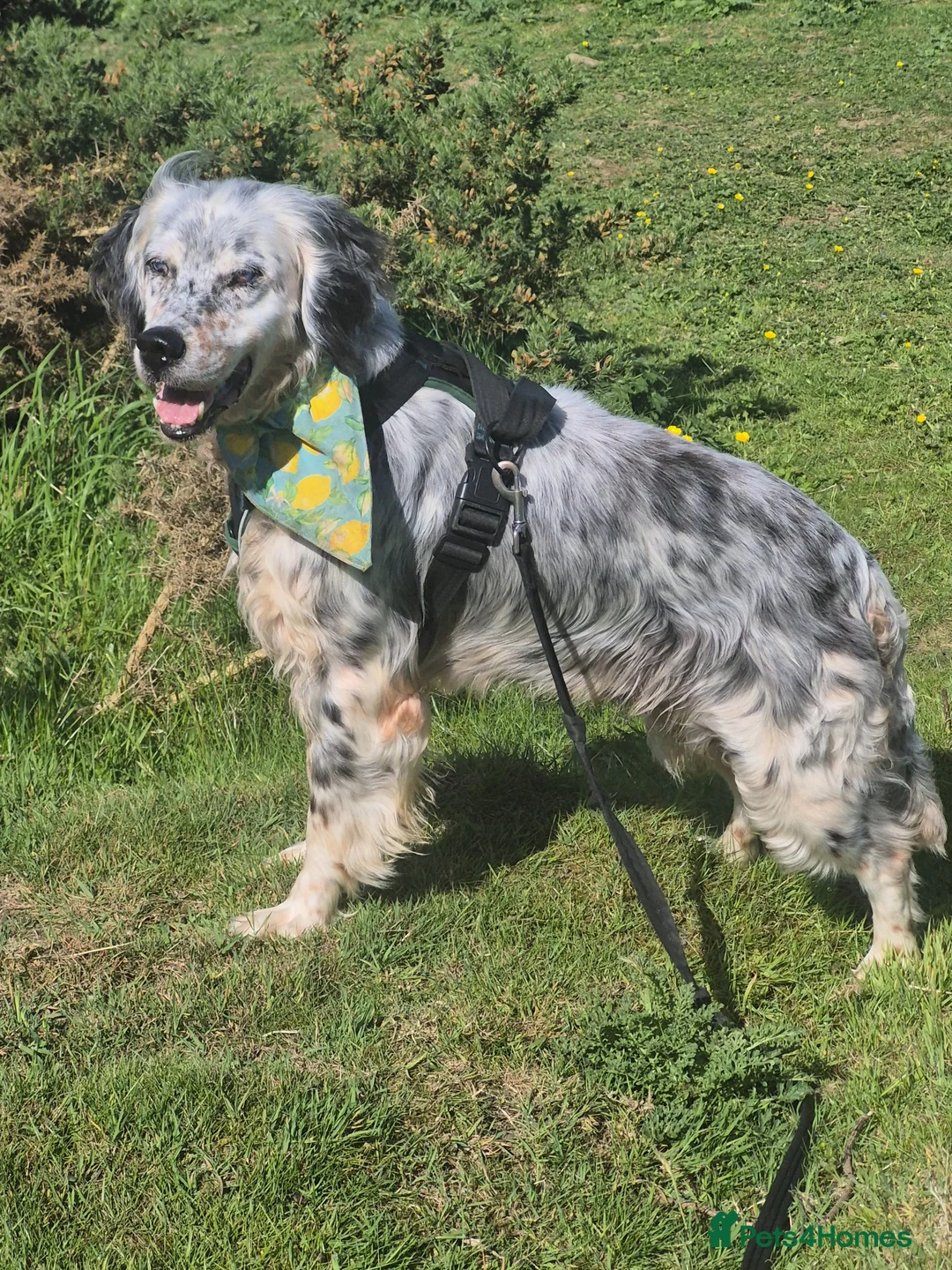 English Setter dogs for adoption: BLUE! - Advert 1