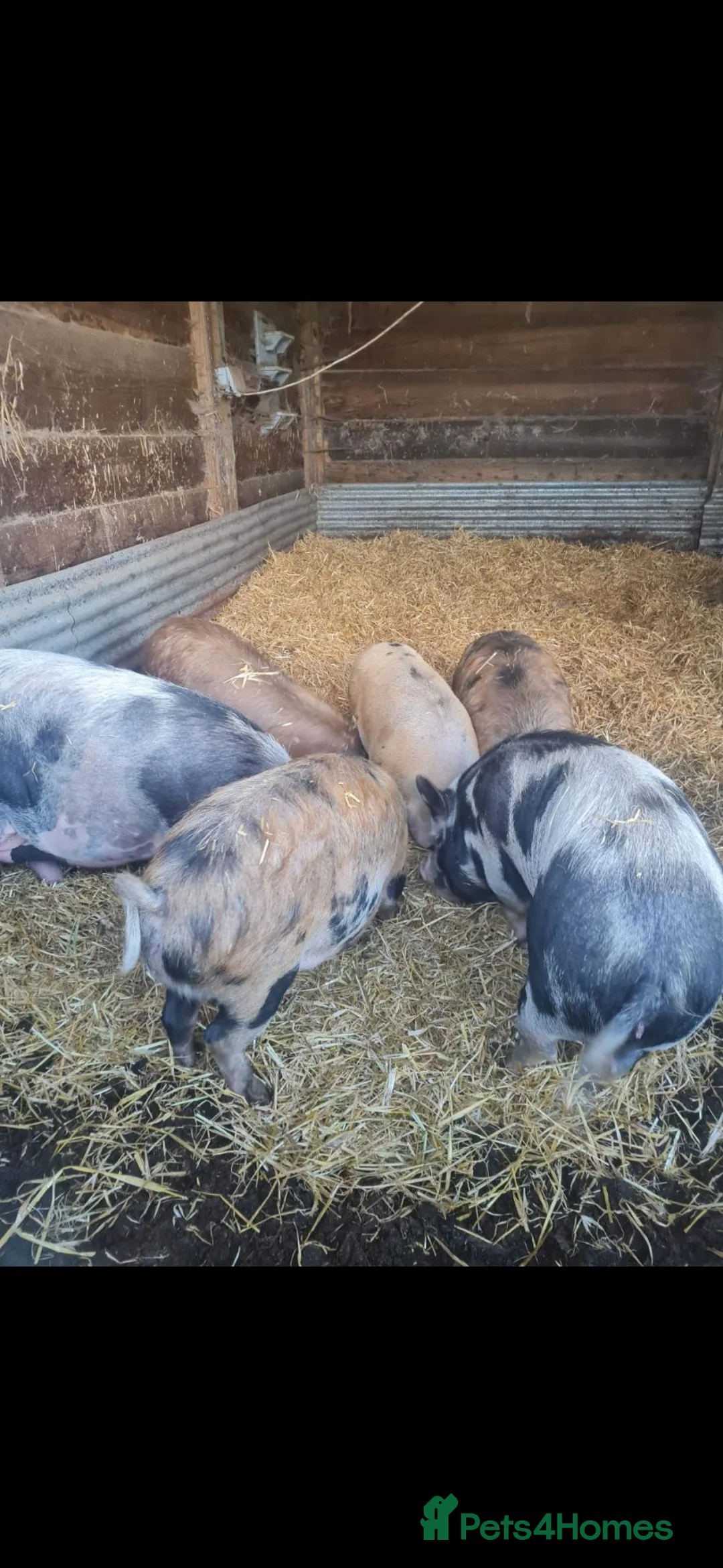 Pig livestock for sale: Kune kune gilts  - Advert 3