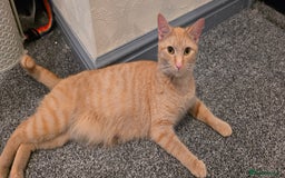 Mixed Breed cats for sale: Female kitten - Image 6